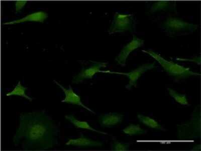Immunocytochemistry/ Immunofluorescence: PURA Antibody (3F10) [H00005813-M01]