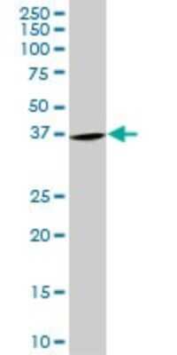 Western Blot: PURA Antibody (3F10) [H00005813-M01]