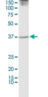 Western Blot: PURA Antibody (3F10) [H00005813-M01]