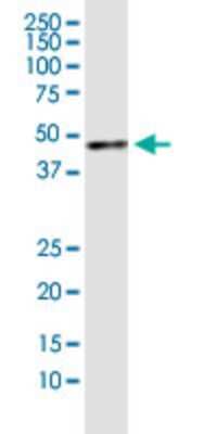Western Blot: PURA Antibody (3F10) [H00005813-M01]