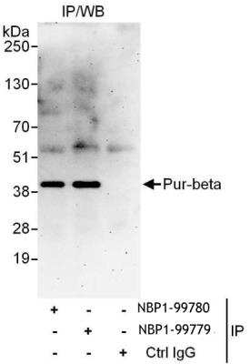 Immunoprecipitation: PURB Antibody [NBP1-99779]