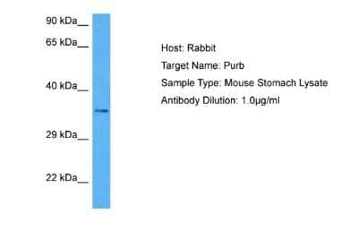 Western Blot: PURB Antibody [NBP2-82321]