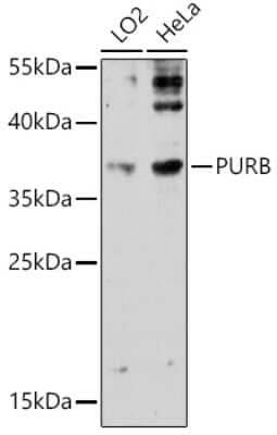 Western Blot: PURB AntibodyAzide and BSA Free [NBP2-94475]