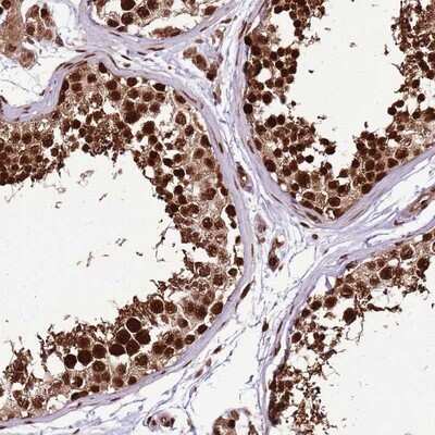 Immunohistochemistry-Paraffin: PURG Antibody [NBP2-13830]