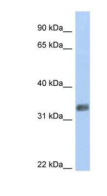 Western Blot: PURG Antibody [NBP1-79362]