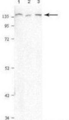 Western Blot: PURL Antibody [NBP1-70692]