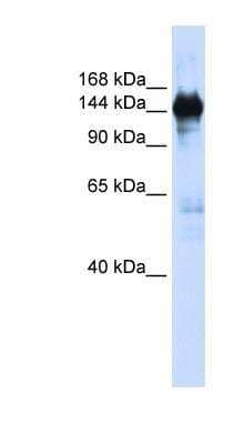 Western Blot: PURL Antibody [NBP1-70692]