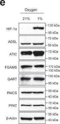 Western Blot: PURL Antibody [NBP1-84691]