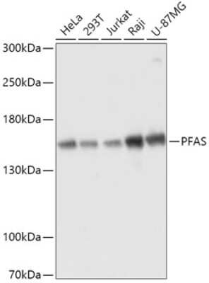 Western Blot: PURL AntibodyAzide and BSA Free [NBP2-94134]