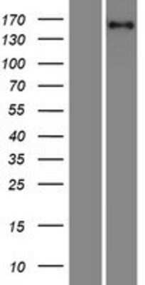 Western Blot: PURL Overexpression Lysate [NBP2-10354]