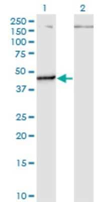 Western Blot: PUS1 Antibody (3A3) [H00080324-M01]