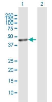 Western Blot: PUS1 Antibody [H00080324-D01P]