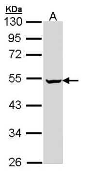 Western Blot: PUS1 Antibody [NBP1-32902]