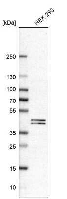 Western Blot: PUS1 Antibody [NBP2-56899]