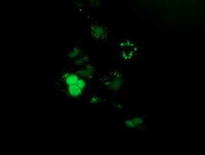 Immunocytochemistry/ Immunofluorescence: PUS7 Antibody (OTI5F12) [NBP2-03112]