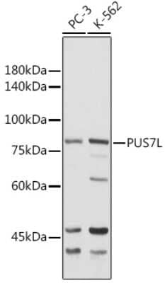 Western Blot: PUS7L AntibodyAzide and BSA Free [NBP2-94254]