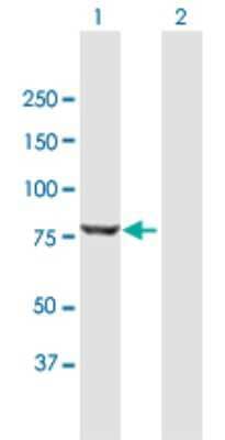 Western Blot: PUS7L Antibody [H00083448-B01P]