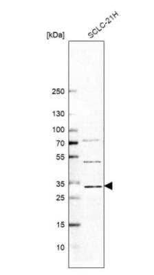 Western Blot: PUSL1 Antibody [NBP1-81876]