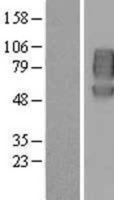 Western Blot: Nectin-1/PVRL1 Overexpression Lysate [NBL1-15005]