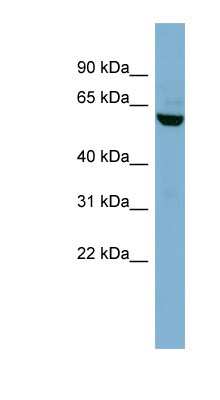 Western Blot: Nectin-3/PVRL3 Antibody [NBP1-59519]