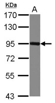Western Blot: Nectin-3/PVRL3 Antibody [NBP2-20013]
