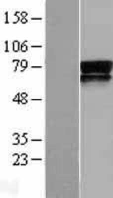 Western Blot: Nectin-3/PVRL3 Overexpression Lysate [NBL1-15007]