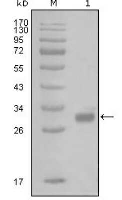 Western Blot: PWAR1 Antibody (6A7H10)BSA Free [NBP2-37677]