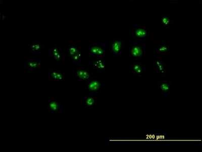 Immunocytochemistry/ Immunofluorescence: PWP2H Antibody [H00005822-B01P]