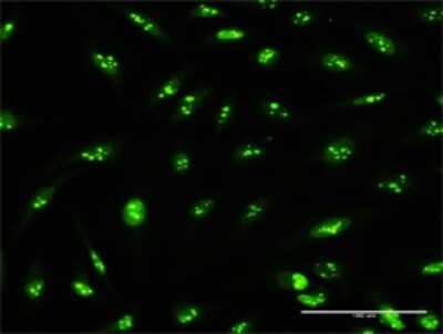 Immunocytochemistry/ Immunofluorescence: PWP2H Antibody [H00005822-D01P]