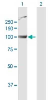 Western Blot: PWP2H Antibody [H00005822-D01P]