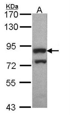 Western Blot: PWP2H Antibody [NBP1-31966]