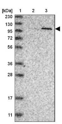 Western Blot: PWP2H Antibody [NBP1-84884]