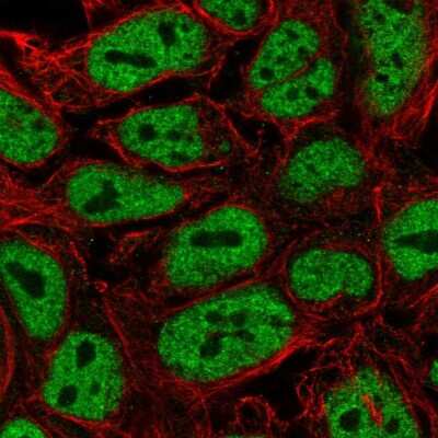 Immunocytochemistry/ Immunofluorescence: PWWP2A Antibody [NBP2-13833]