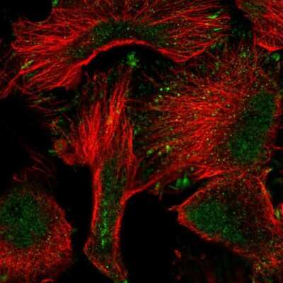 Immunocytochemistry/ Immunofluorescence: PWWP2A Antibody [NBP2-55423]