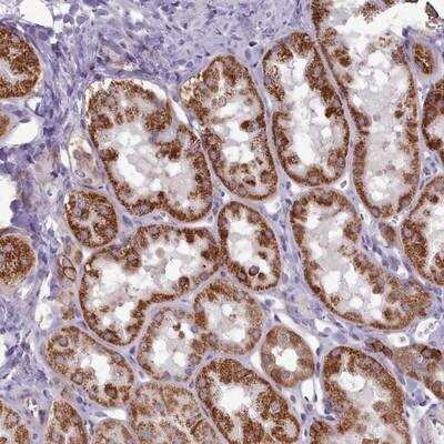 Immunohistochemistry-Paraffin: PWWP2A Antibody [NBP2-13833]