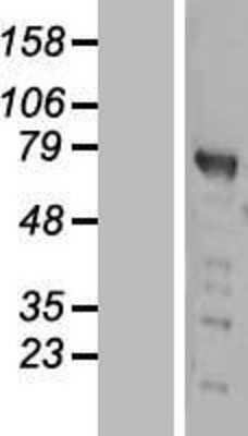 Western Blot: PWWP2B Overexpression Lysate [NBL1-15011]