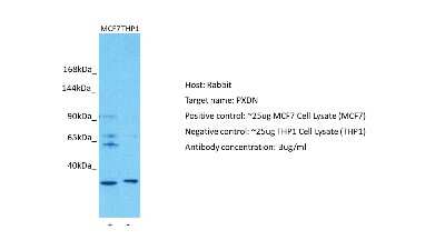 Western Blot: PXDN Antibody [NBP2-84231]