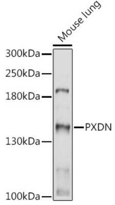 Western Blot: PXDN AntibodyAzide and BSA Free [NBP3-05251]