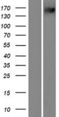 Western Blot: PXDN Overexpression Lysate [NBP2-07463]