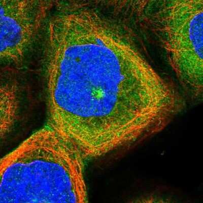 Immunocytochemistry/ Immunofluorescence: PXK Antibody [NBP1-83663]