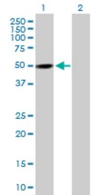 Western Blot: PXK Antibody [H00054899-B01P]