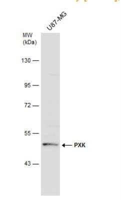 Western Blot: PXK Antibody [NBP1-33230]