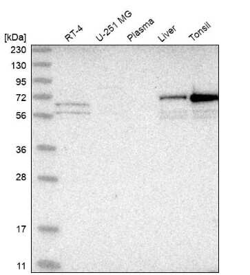 Western Blot: PXK Antibody [NBP1-83663]