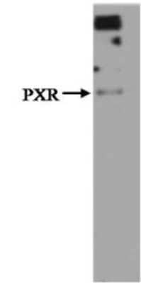 Western Blot: PXR/NR1I2 Antibody (V11P4G11*E7)BSA Free [NBP2-50519]