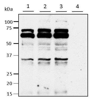 Western Blot: PYCR1 Antibody [H00005831-B01P]