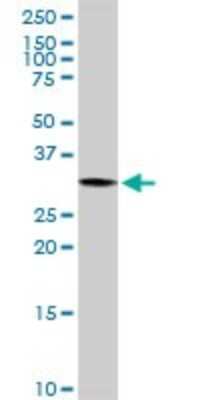 Western Blot: PYCR1 Antibody [H00005831-D01P]