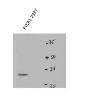 Western Blot: PYCR1 Antibody [NBP1-57934]