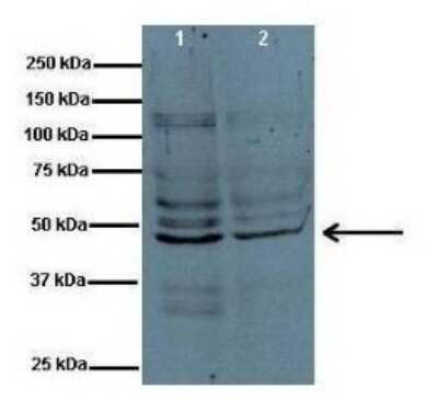 Western Blot: PYCR1 Antibody [NBP1-57934]