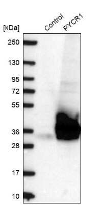 Western Blot: PYCR1 Antibody [NBP2-13834]