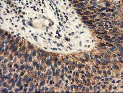 Immunohistochemistry-Paraffin: PYCR2 Antibody (OTI3D1) [NBP2-03187]